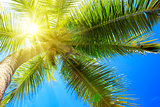 Palm tree and sun.
