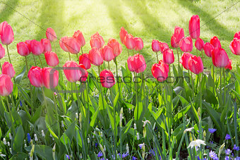 Pink tulips and sunshine.