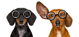 couple of dumb nerd silly dachshunds