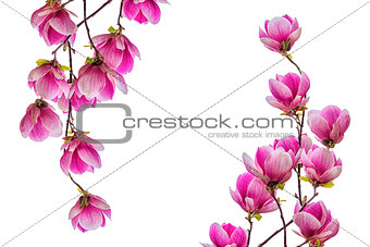 Magnolia flower blossom isolated on white background