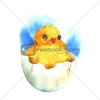 Chicken in the eggshell. Watercolor