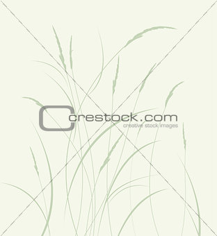 Grass in a meadow