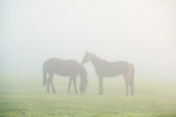 two horse silhouettes on dense fog