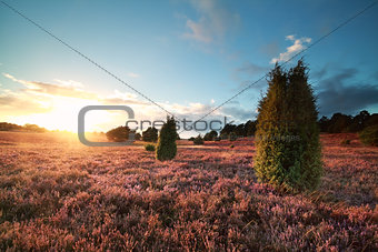 sunset over flowering heather and juniper trees