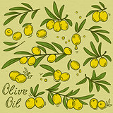 isolated olive branches set