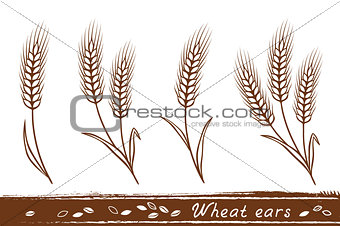 wheat ears set