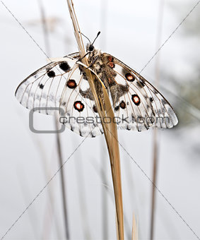 The Parnassius apollo. White butterfly with red spots sitting on blade grass