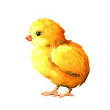 Chick. Watercolor illustration