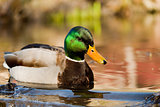 Mallard or wild duck (male)