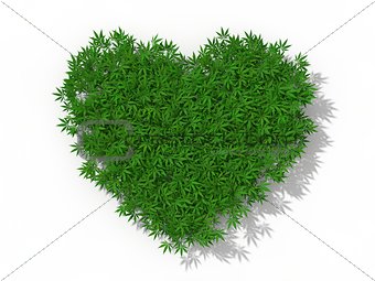 heart symbol with marijuana weeds. 3d illustration.