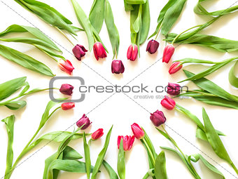 tulips in form of heart shape on white background