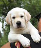 a little cute labrador puppy on a shoulder