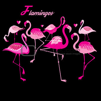 Vector group of flamingos