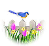 Spring blue bird