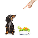 healthy dog with food bowl and owner