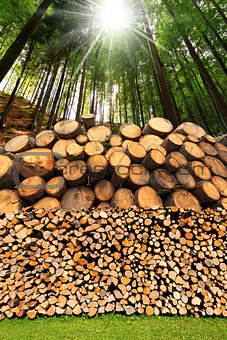 Firewood Logs - Tree Trunks - Forest