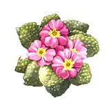 primrose, watercolor 