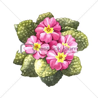 primrose, watercolor 