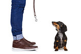 dog and owner  with leash