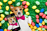 easter bunny dog with eggs selfie