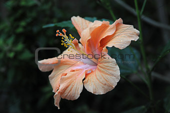Pink and orange hibiscus flower