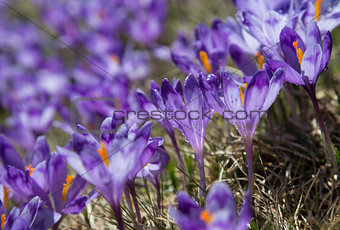 Violet crocuses blossom _