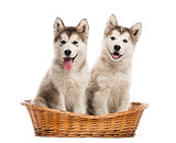 Alaskan Malamute puppies sitting in a basket isolated on white