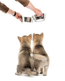 Rear view of Alaskan Malamute puppies with a bowl