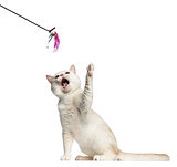 Shorthair cat playing with a stick toy isolated on white