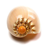 Shell of Cymbiola