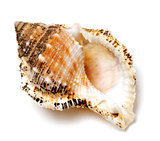 Shell of Tutufa bubo (frog snail) on white