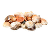 Seashells of anadara and scallop