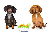 hungry sausage dachshund dogs 