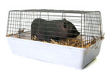 black piglet in cage