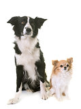 border collie and chihuahua
