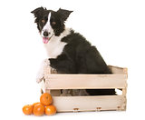 border collie in crate