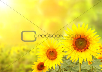 Sunflowers on blurred sunny background