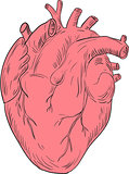 Human Heart Anatomy Drawing
