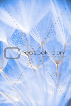 Abstract macro photo of plant seeds at a morning