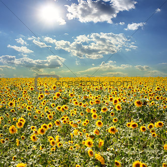 Field with sunflowers and the blue sky
