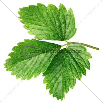 Green strawberry leaf isolated on white
