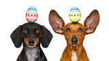 easter bunny dogs with egg