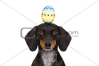 easter bunny dog with egg