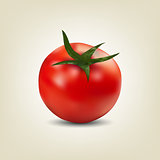 Photo realistic red tomato, vector illustration