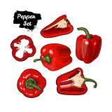Hand drawn sketch style bell pepper set isolated on white background. Ripe and sliced red peppers.