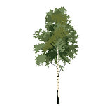 Tree birch clip art