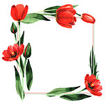 Wildflower tulip flower frame in a watercolor style isolated.