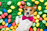 easter bunny dog with eggs