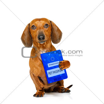 dog with european pet  passport 