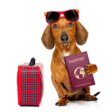 dachshund sausage dog on vacation 